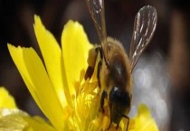 新疆黑蜂 详细介绍