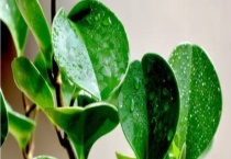 豆瓣绿可以长到多大 有什么栽培多久？