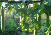 丝瓜如何打顶和剪枝？