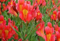 六出花怎么修剪