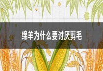 绵羊为什么要讨厌剪毛