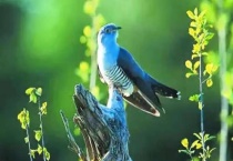 布谷鸟和杜鹃是一种鸟吗？