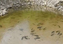 冬天鱼躲在水里什么位置