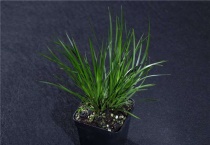 金钱蒲如何养护