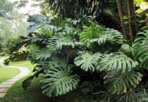 龟背竹零度能冻死吗？