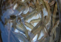 泥鳅饲料参考配方 泥鳅吃什么食物