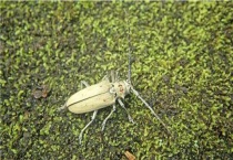 天牛的特点和生活特征