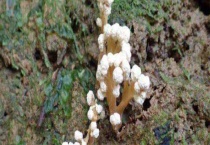 蝉花和金蝉花区别？