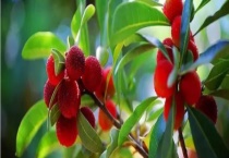 来凤杨梅的成熟时间 附来凤杨梅介绍