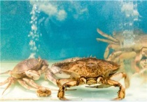螃蟹有多少种
