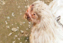 鸡痘防治技术 鸡痘的表现特征