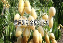 黄皮果和金桔的区别？