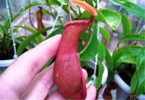 什么是翼状猪笼草