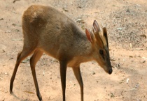 麂是不是保护动物 是几级保护动物 分布在哪里