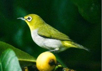 两只绣眼一起养会叫吗？