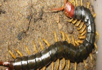 室内蜈蚣有毒吗 家里有蜈蚣怎么根除