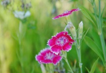 海石竹花有毒吗？