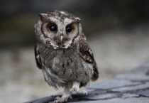 猫头鹰能养吗？