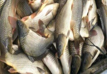 鲤鱼喜欢吃什么味型的饵料 有哪些类型的饵料