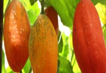 老鼠瓜能不能生吃 有什么价值