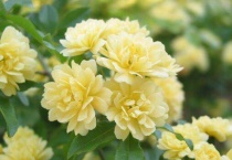 木香花为什么不能种