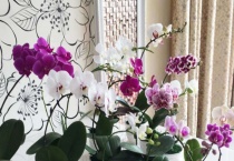 蝴蝶兰如何催出多花剑