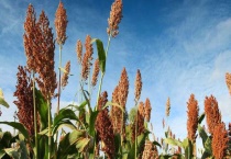 高粱种植技术和多久？