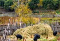 黑猪是什么猪？