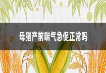 母猪产前喘气急促正常吗？