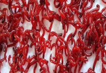 红虫怎么保存不会死？附人工饲养技术