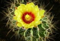 仙人球花谢了怎么多久？