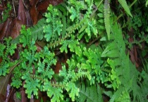 翠云草和卷柏有什么不同 从种类、根茎、叶子、分布上来区分