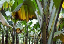 十三吗啉可以治疗的病有哪些 十三吗啉有哪些防治作用