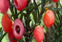 红豆杉能净化空气吗？能放在卧室吗？附养殖多久？