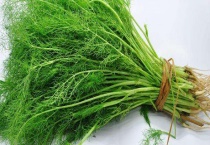 生吃小茴香可以吗 小茴香怎么做好吃