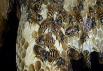 蜜蜂王台是什么样的 附王台的主要作用