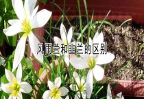 风雨兰和韭兰的区别？