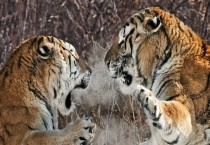 东北虎的生物年龄是多少？