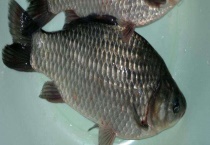 台钓鲫鱼线组搭配及注意事项 影响线组搭配的因素有很多