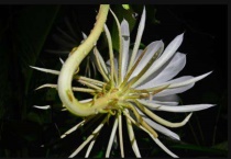 二十三年令箭荷花多高