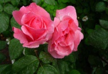 春天种植的植物