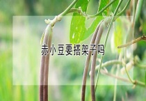 赤小豆要搭架子吗？