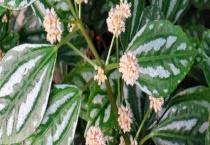 冰水花和冷水花的区别？