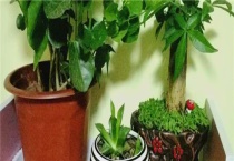 鹅掌木是发财树吗？