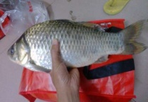 鲤鱼尾巴上的寄生虫有哪些？