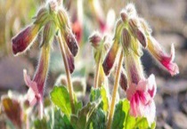 地黄的产地分布 地黄的产地环境