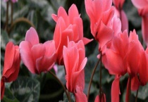 仙客来有毒吗？家里有孕妇和宝宝能养仙客来吗？