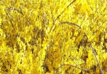 怎样延长迎春花花期 适当控温、及时施肥 物理因素三措施