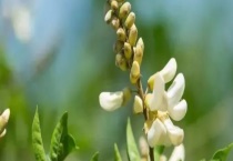 牛大力种子价格及种植方法 附牛大力的播种多久？