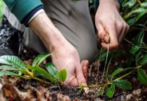 压条繁殖多久？